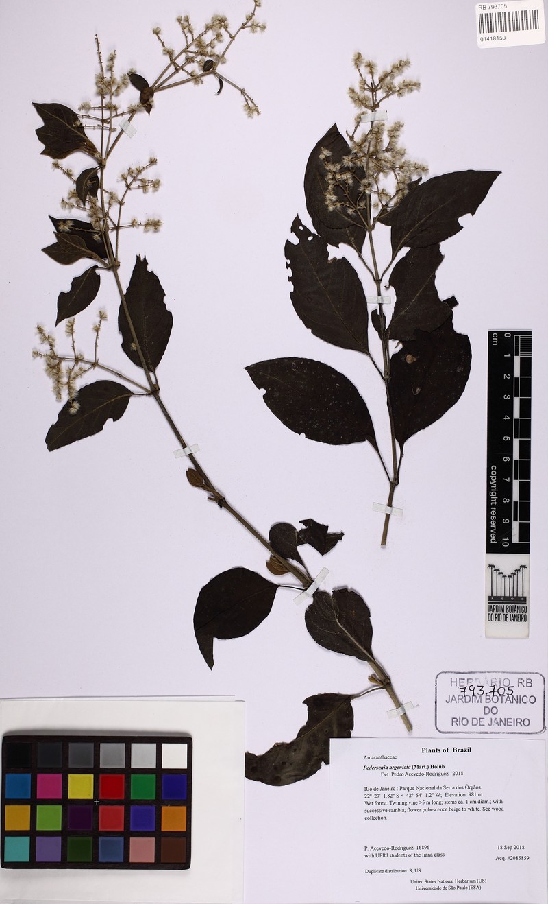 Tropical Bloodleaf photo 2