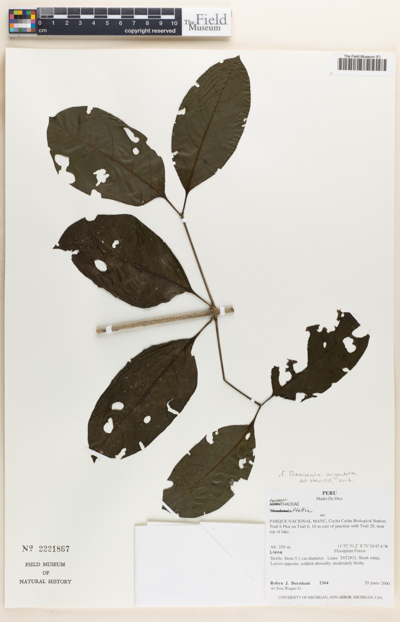 Tropical Bloodleaf photo 3