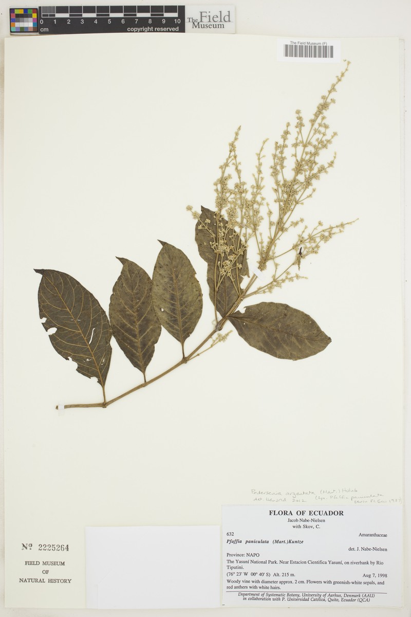 Tropical Bloodleaf photo 4