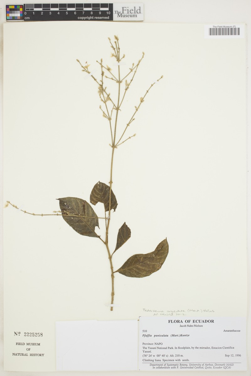 Tropical Bloodleaf photo 5