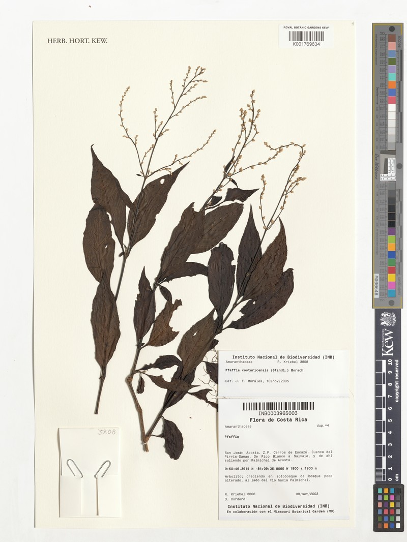 Pedersenia costaricensis