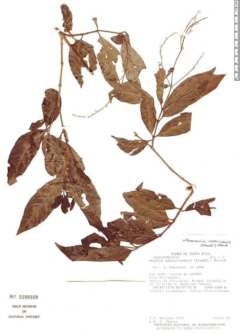 Pedersenia costaricensis photo 2