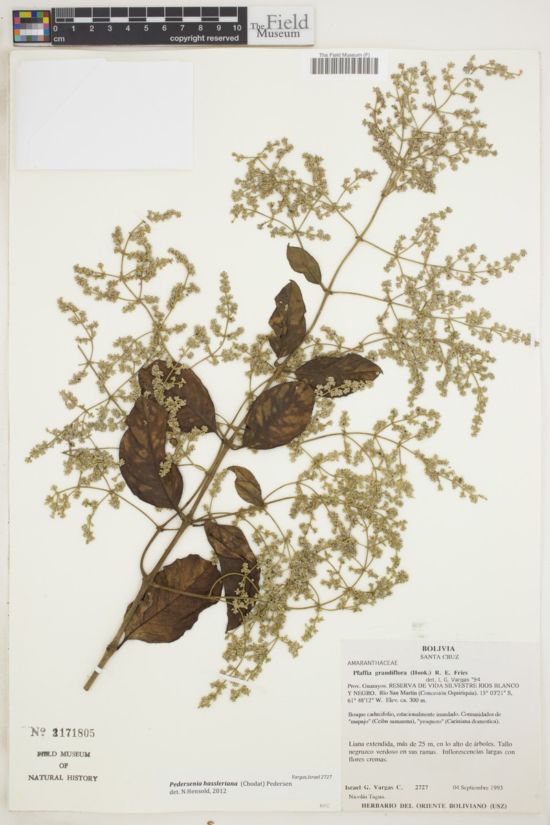 Pedersenia hassleriana