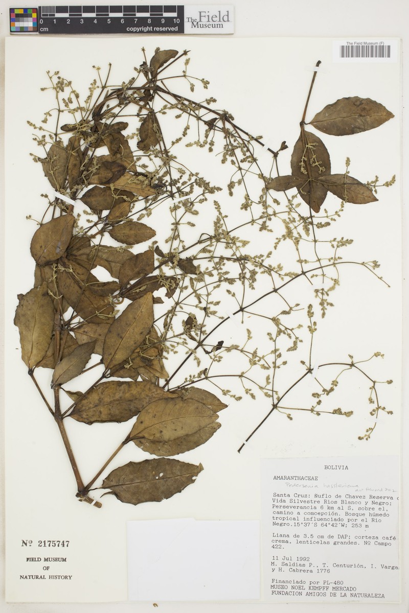 Pedersenia hassleriana photo 2