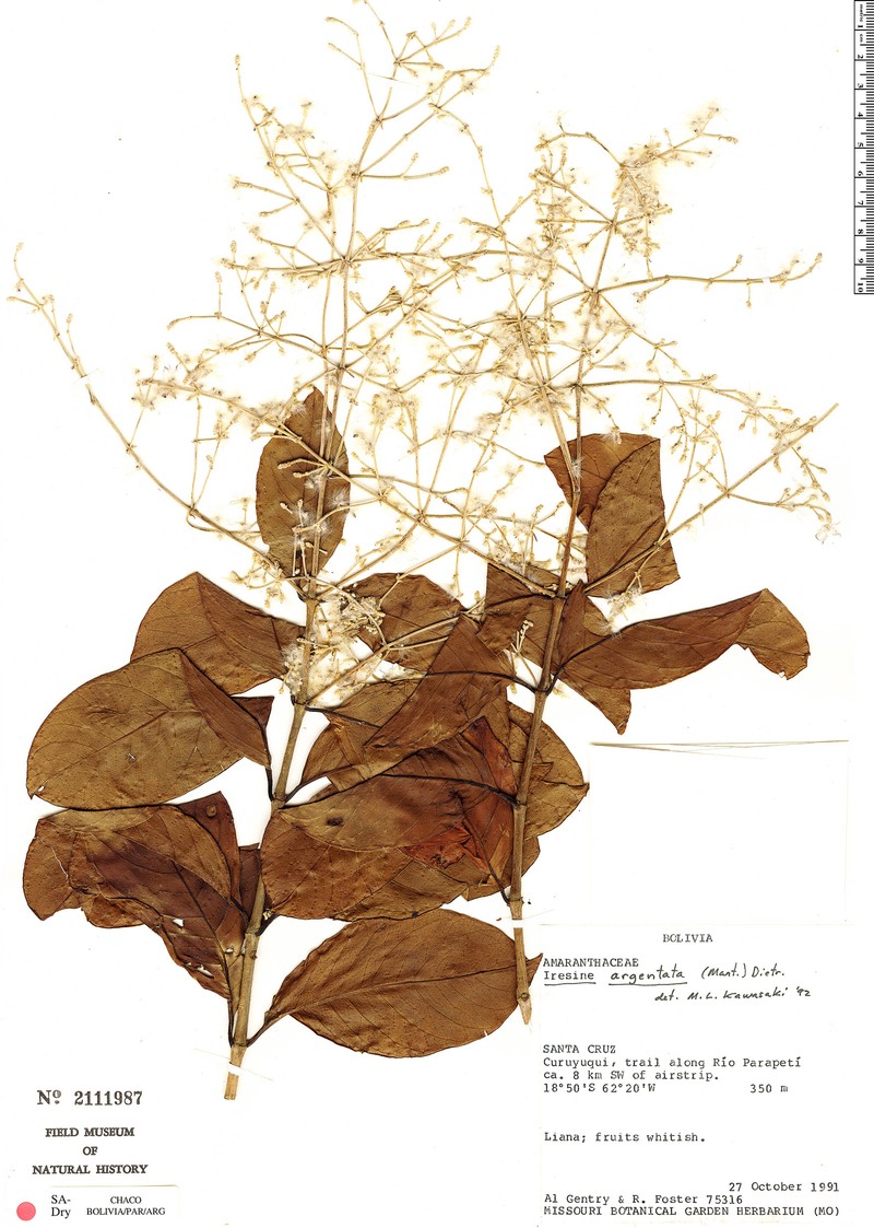 Pedersenia hassleriana photo 3