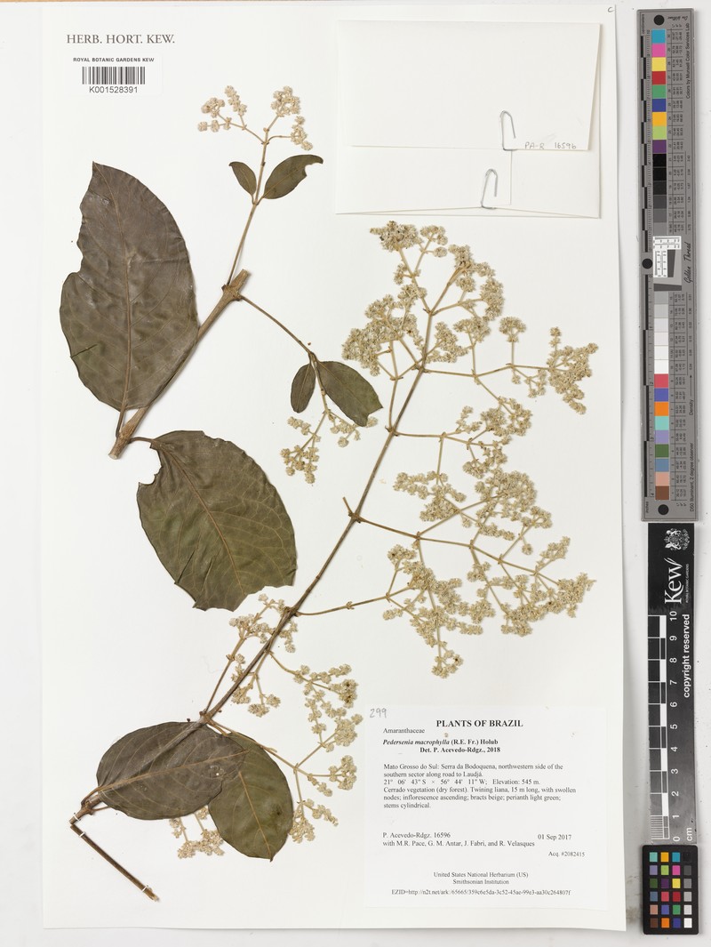 Pedersenia macrophylla