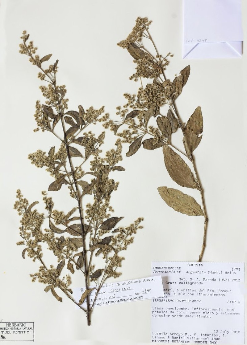 Pedersenia volubilis