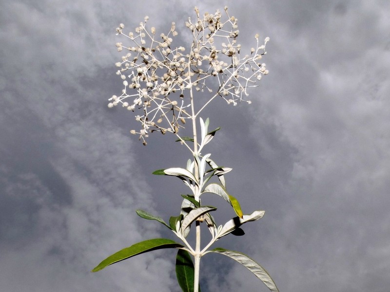 Pedersenia weberbaueri photo 2
