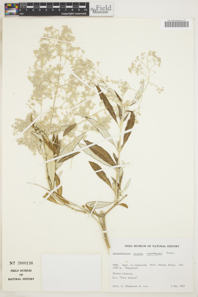 Pedersenia weberbaueri photo 4