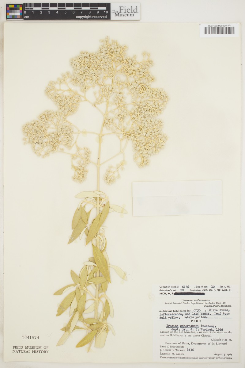 Pedersenia weberbaueri photo 5