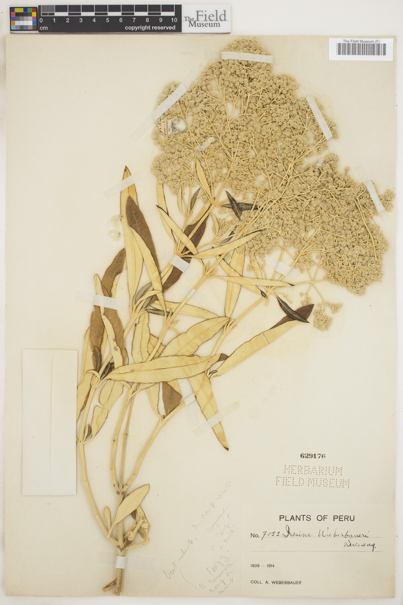 Pedersenia weberbaueri photo 6