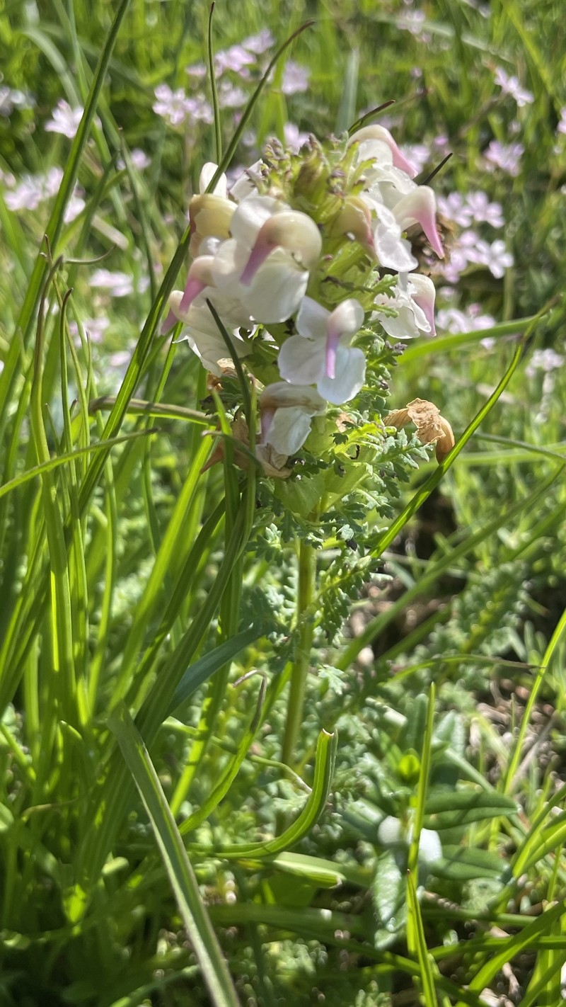 Pedicularis × mayeri