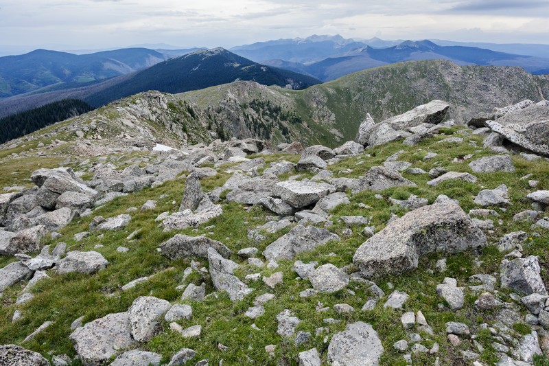 Mogollon Mountain Lousewort