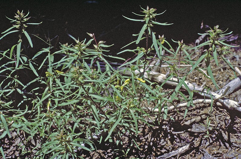 Mogollon Mountain Lousewort