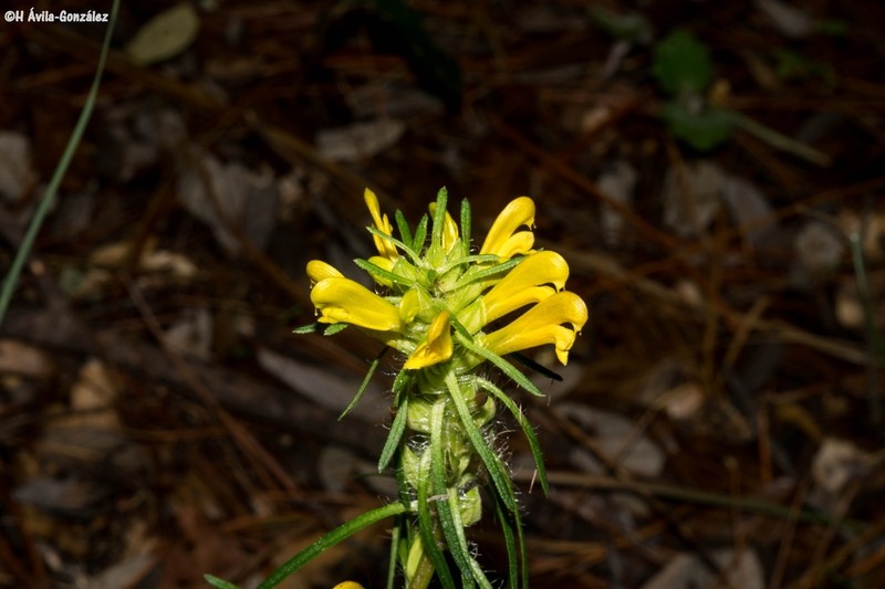 Mogollon Mountain Lousewort photo 2