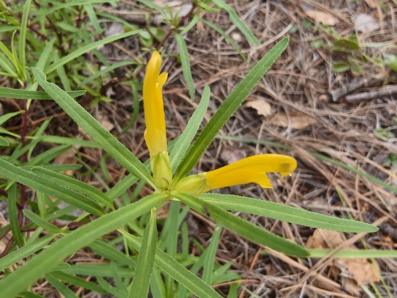 Mogollon Mountain Lousewort photo 3