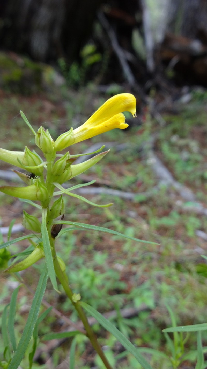 Mogollon Mountain Lousewort photo 5