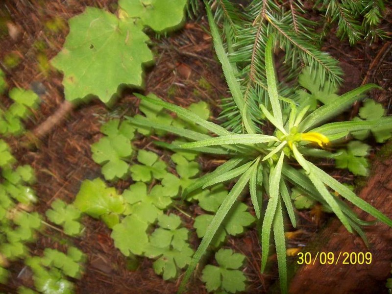 Mogollon Mountain Lousewort photo 6