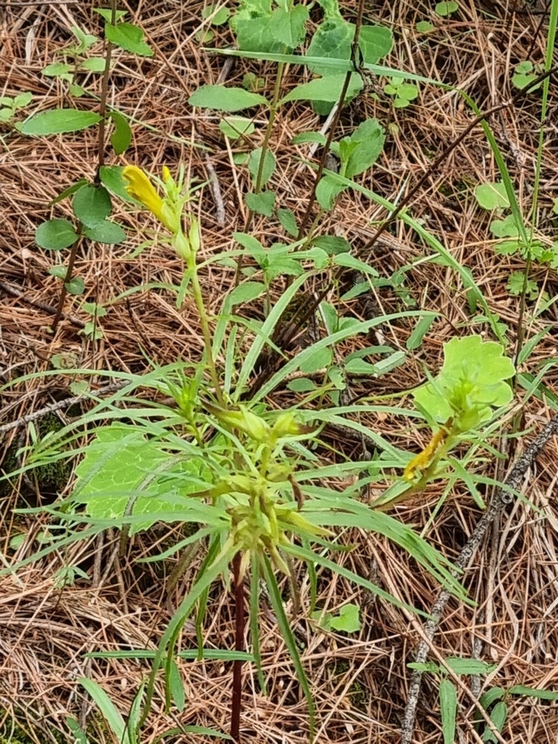 Mogollon Mountain Lousewort photo 7