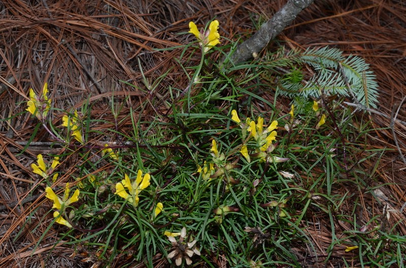 Mogollon Mountain Lousewort photo 8