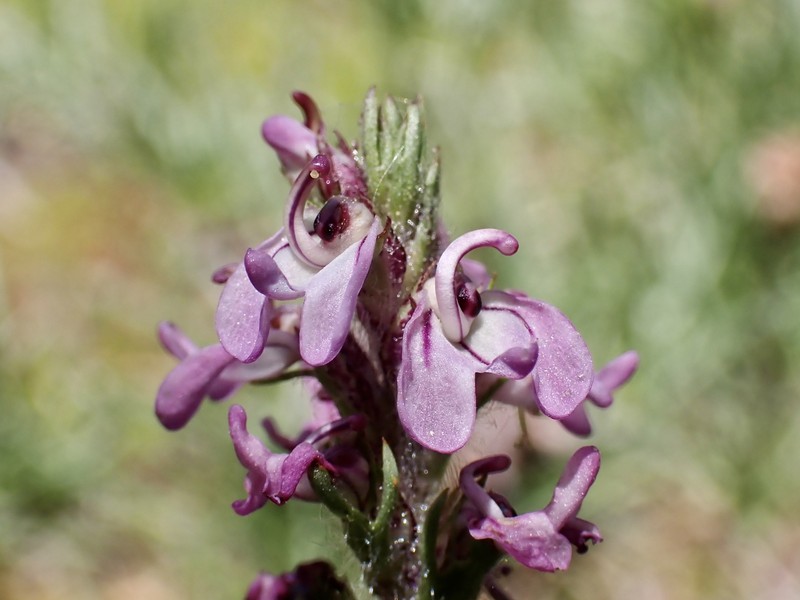 Pedicularis attollens subsp. attollens