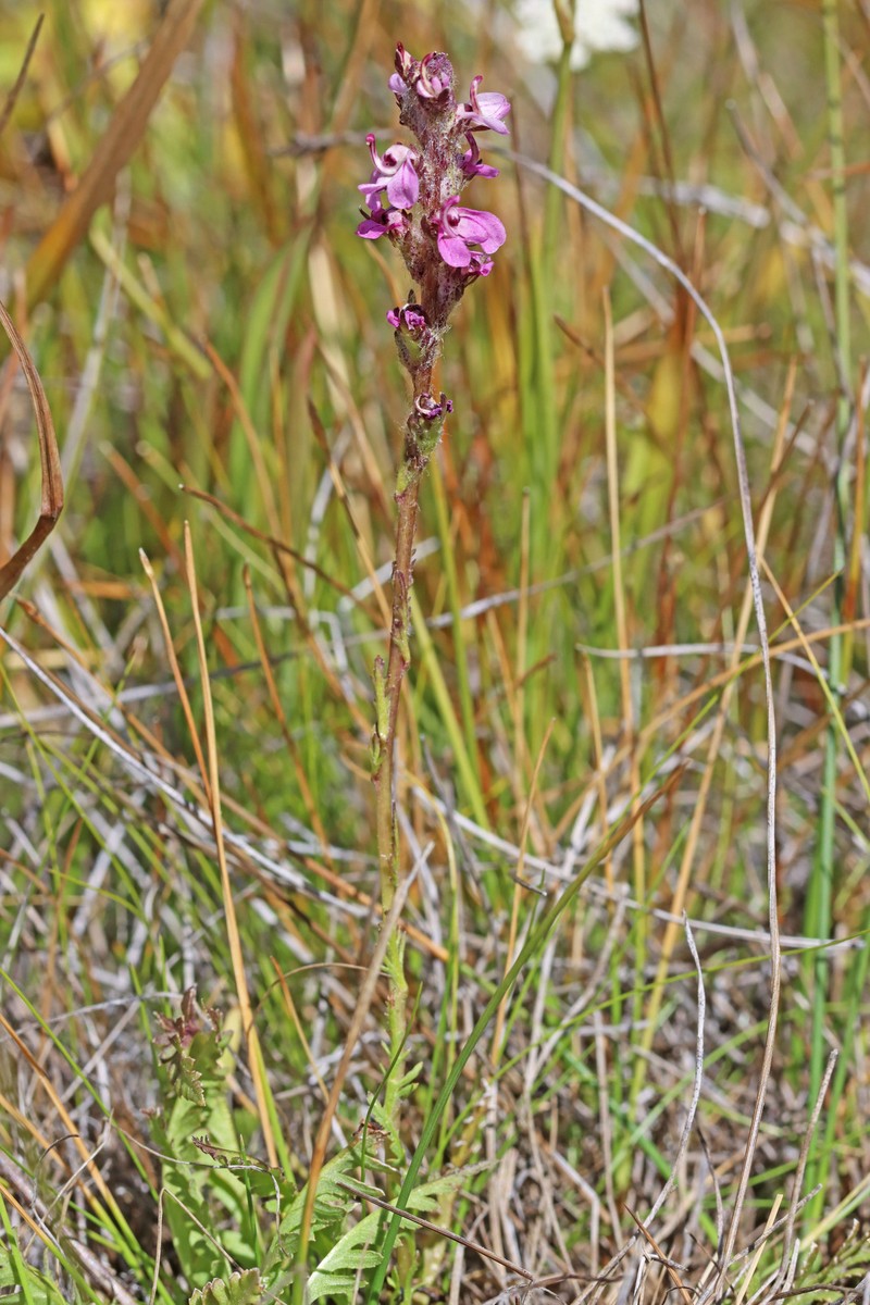 Pedicularis attollens subsp. attollens photo 2