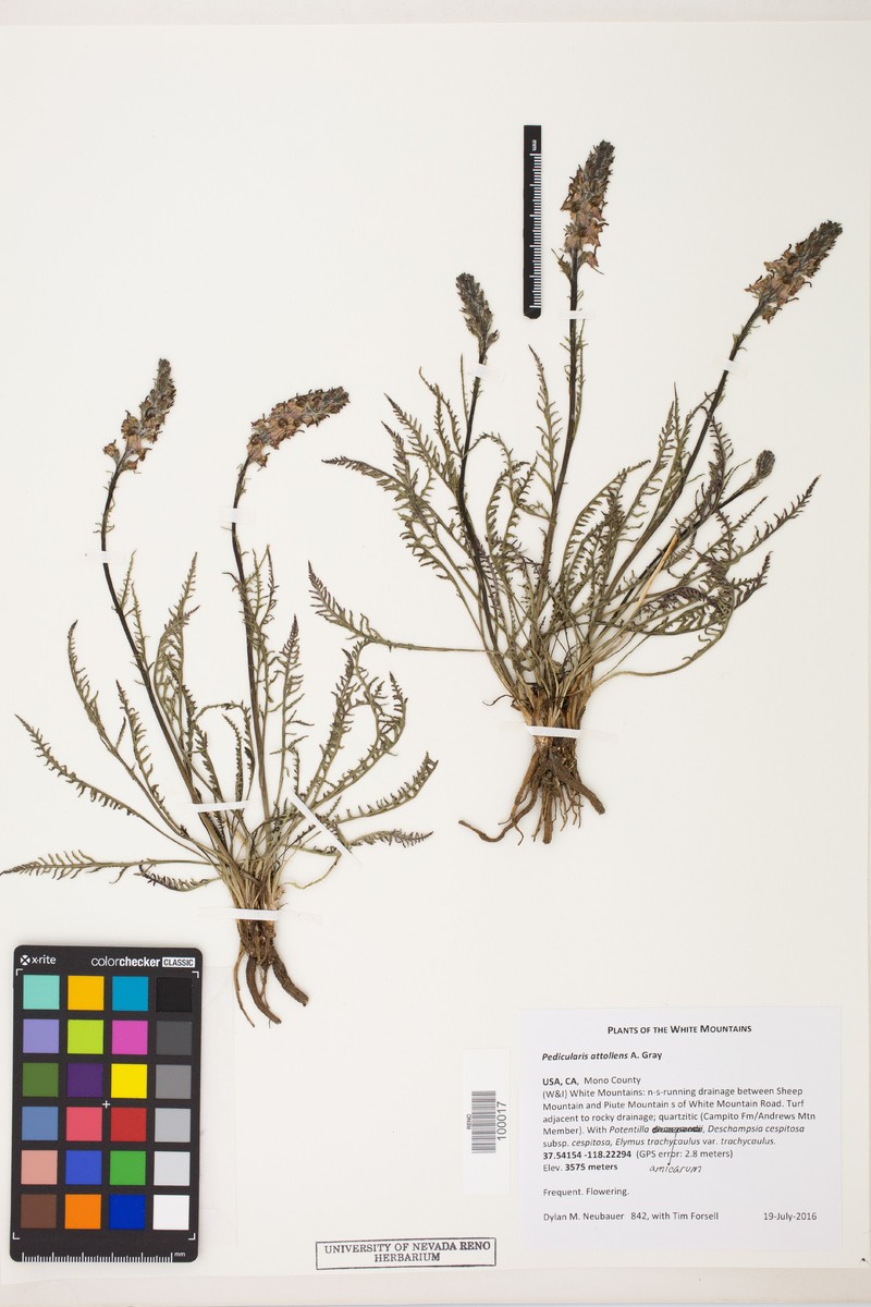 Pedicularis attollens subsp. attollens photo 3