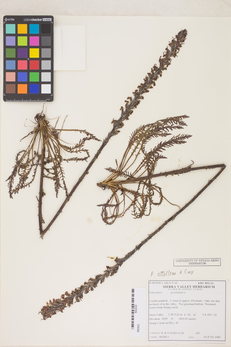 Pedicularis attollens subsp. attollens photo 4