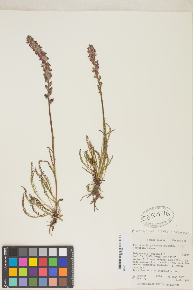Pedicularis attollens subsp. attollens photo 5