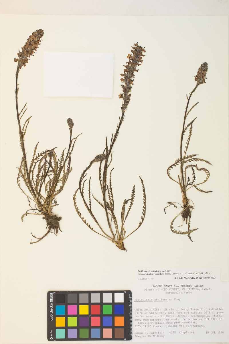 Pedicularis attollens subsp. attollens photo 6