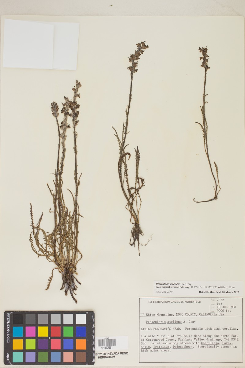 Pedicularis attollens subsp. attollens photo 7