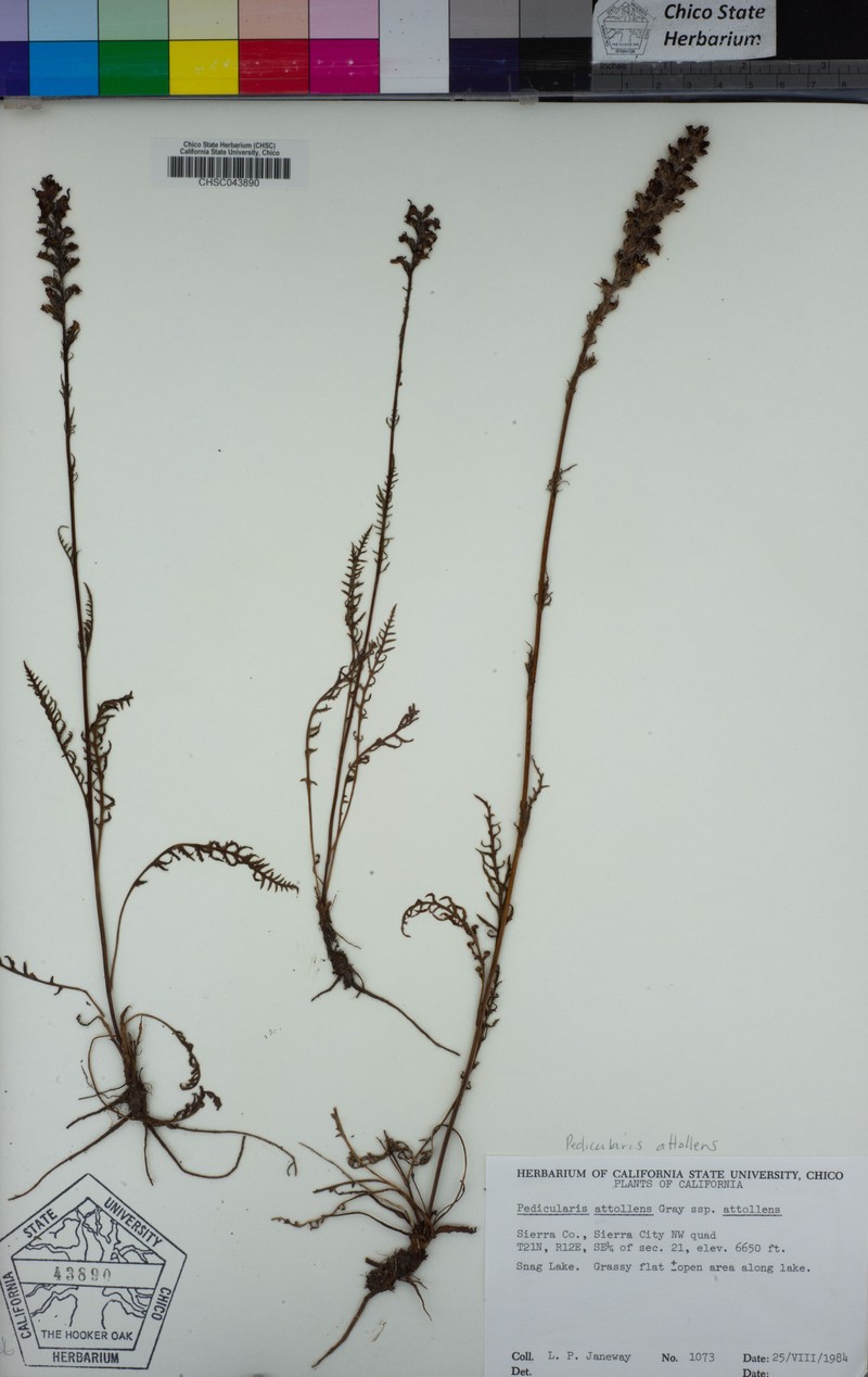 Pedicularis attollens subsp. attollens photo 8