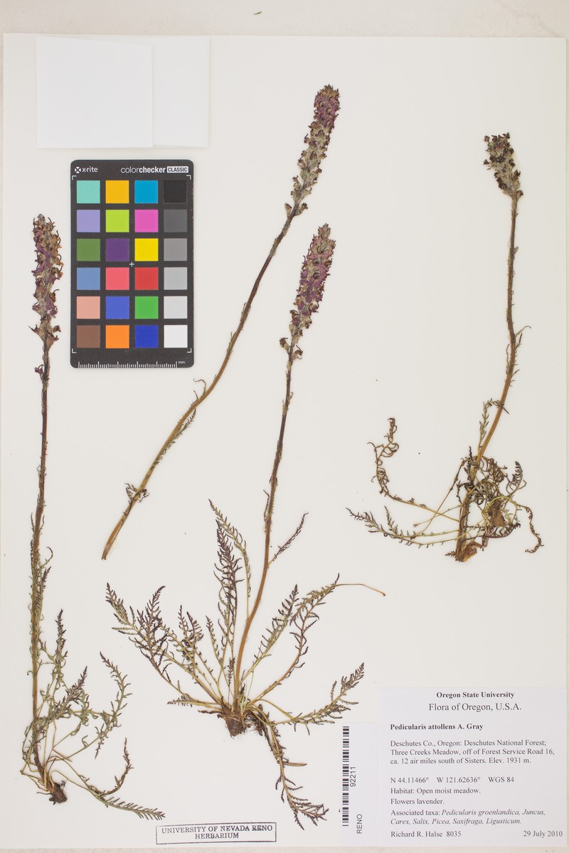 Pedicularis attollens subsp. protogyna