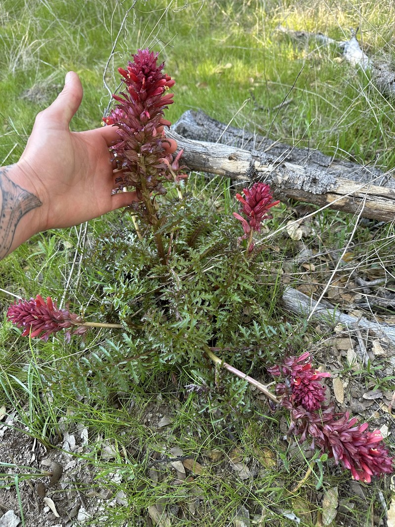 Pedicularis aurantiaca