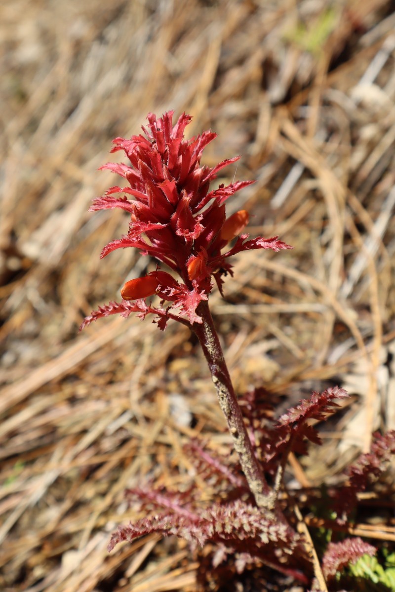 Pedicularis aurantiaca photo 2