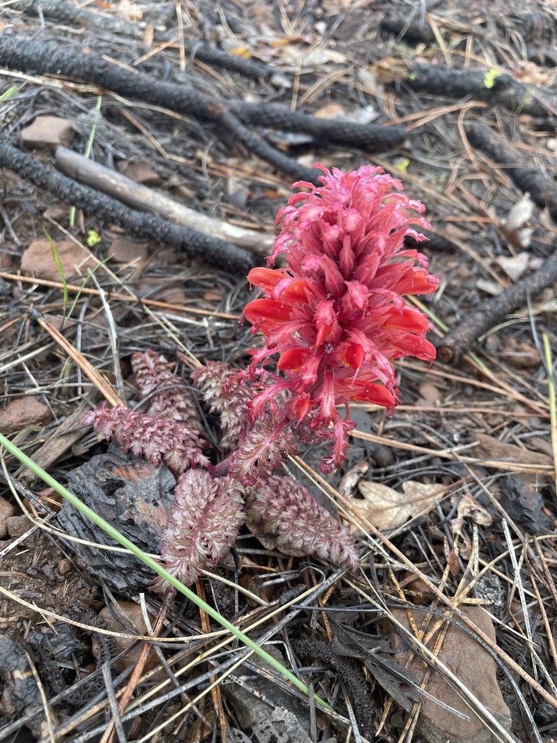 Pedicularis aurantiaca photo 3