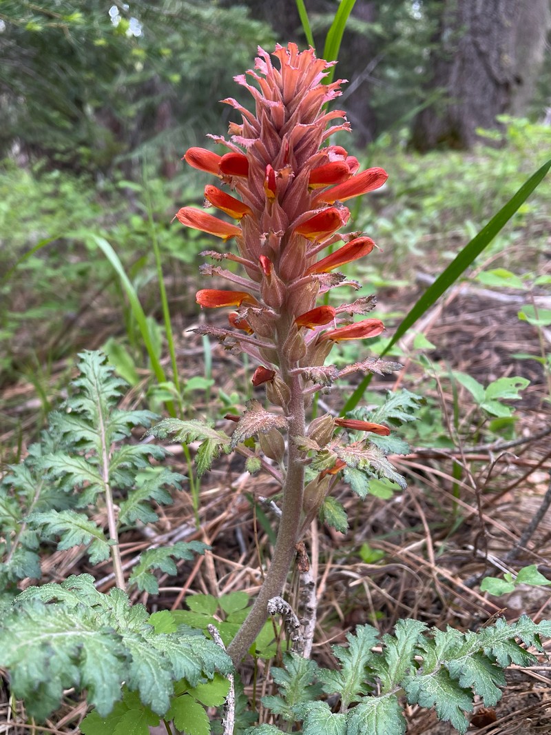 Pedicularis aurantiaca photo 4