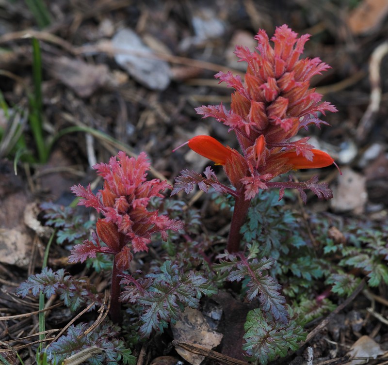 Pedicularis aurantiaca photo 5