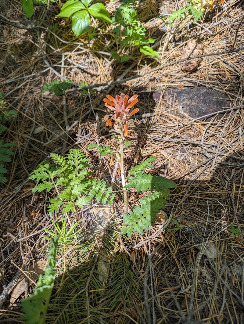 Pedicularis aurantiaca photo 6