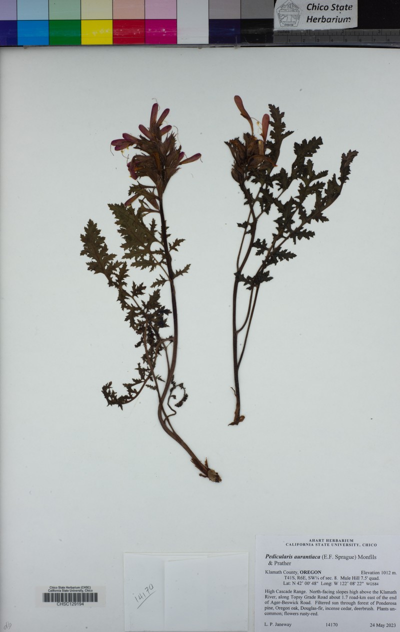 Pedicularis aurantiaca photo 8