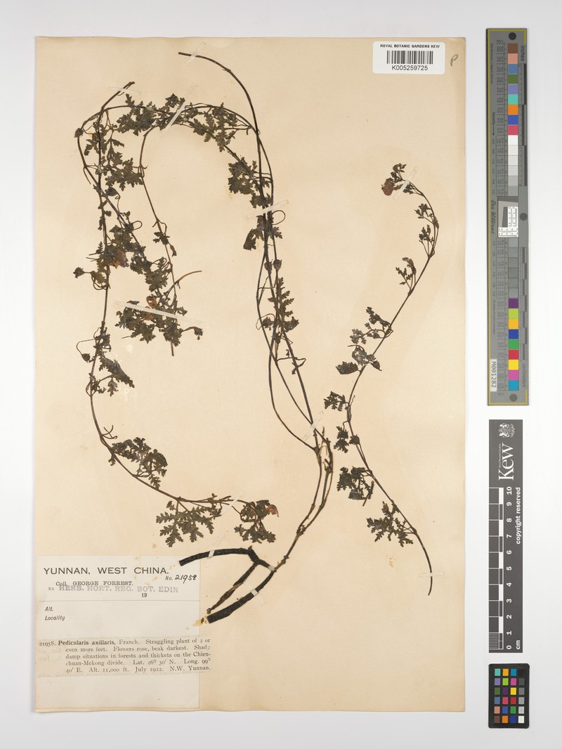 Pedicularis axillaris subsp. axillaris