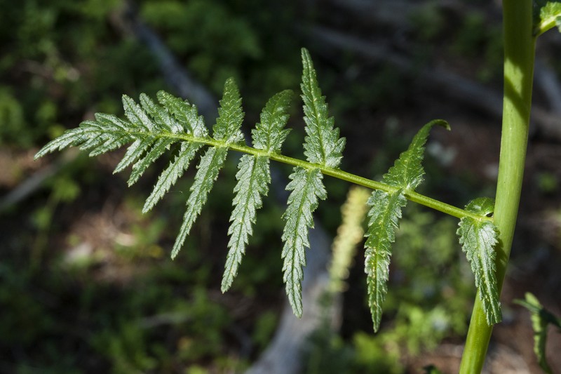 Bracted Lousewort photo 3