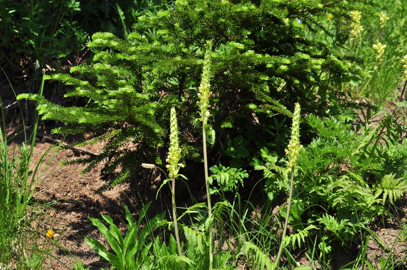 Bracted Lousewort photo 2