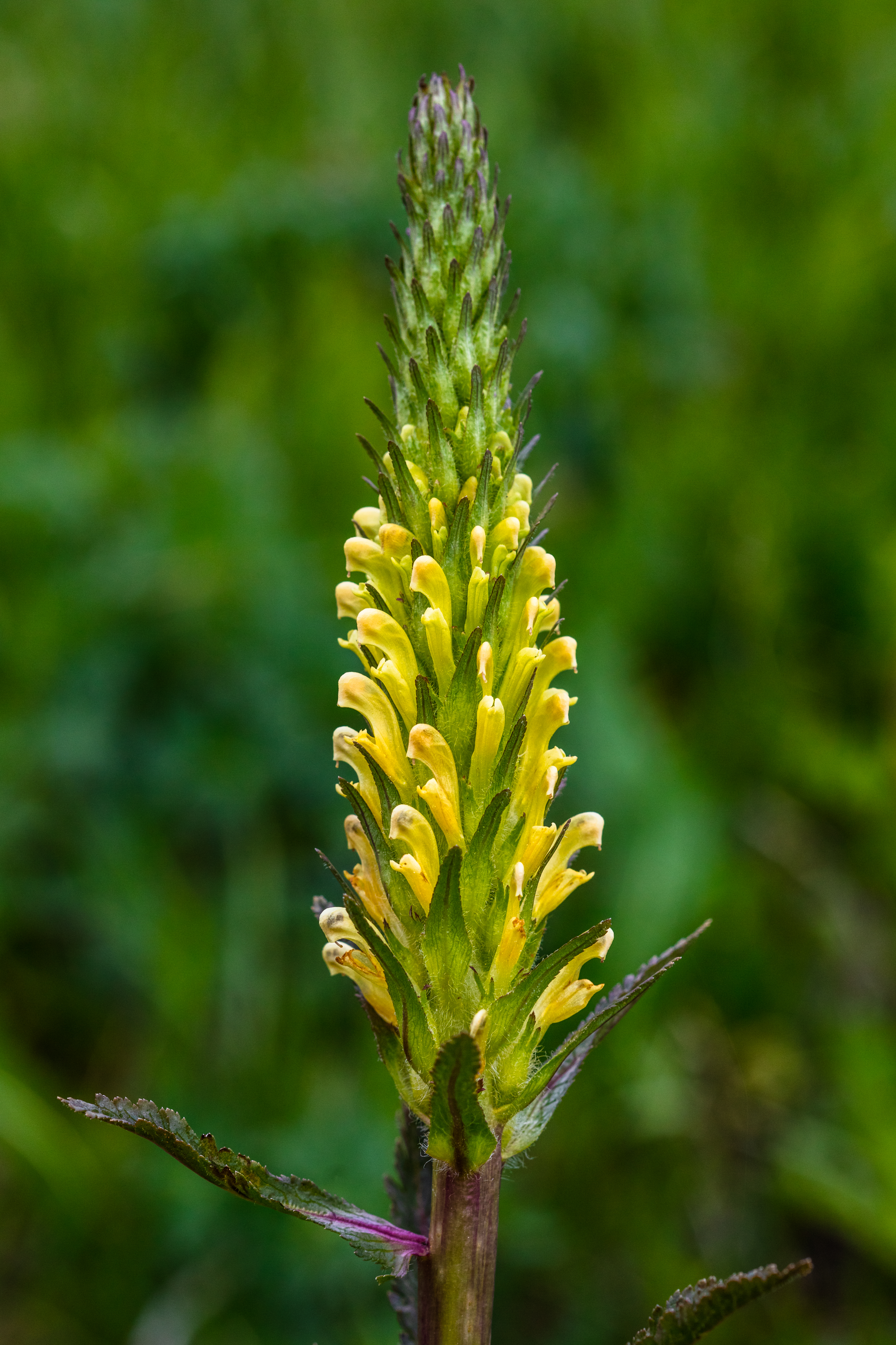 Bracted Lousewort