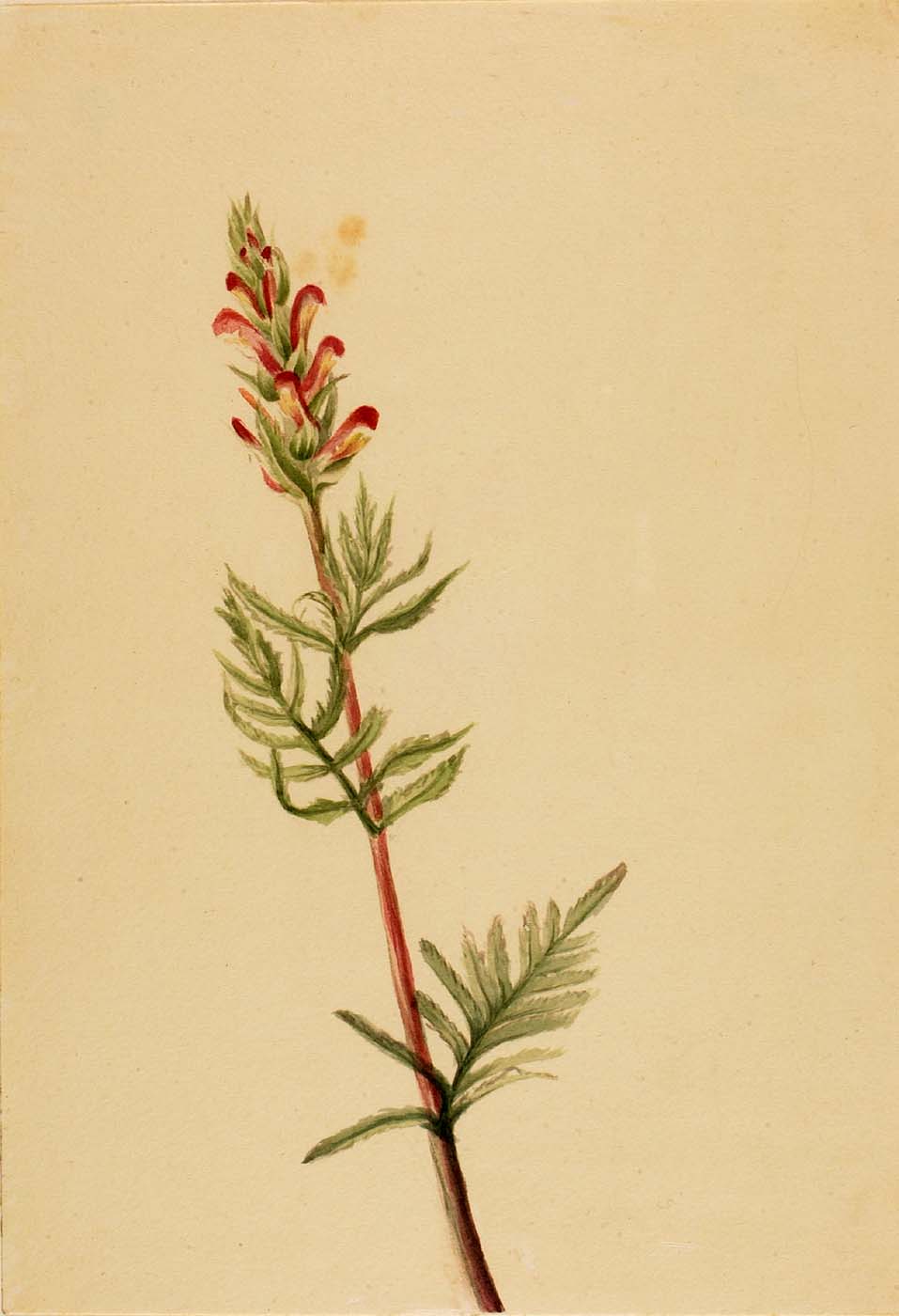 Bracted Lousewort photo 4