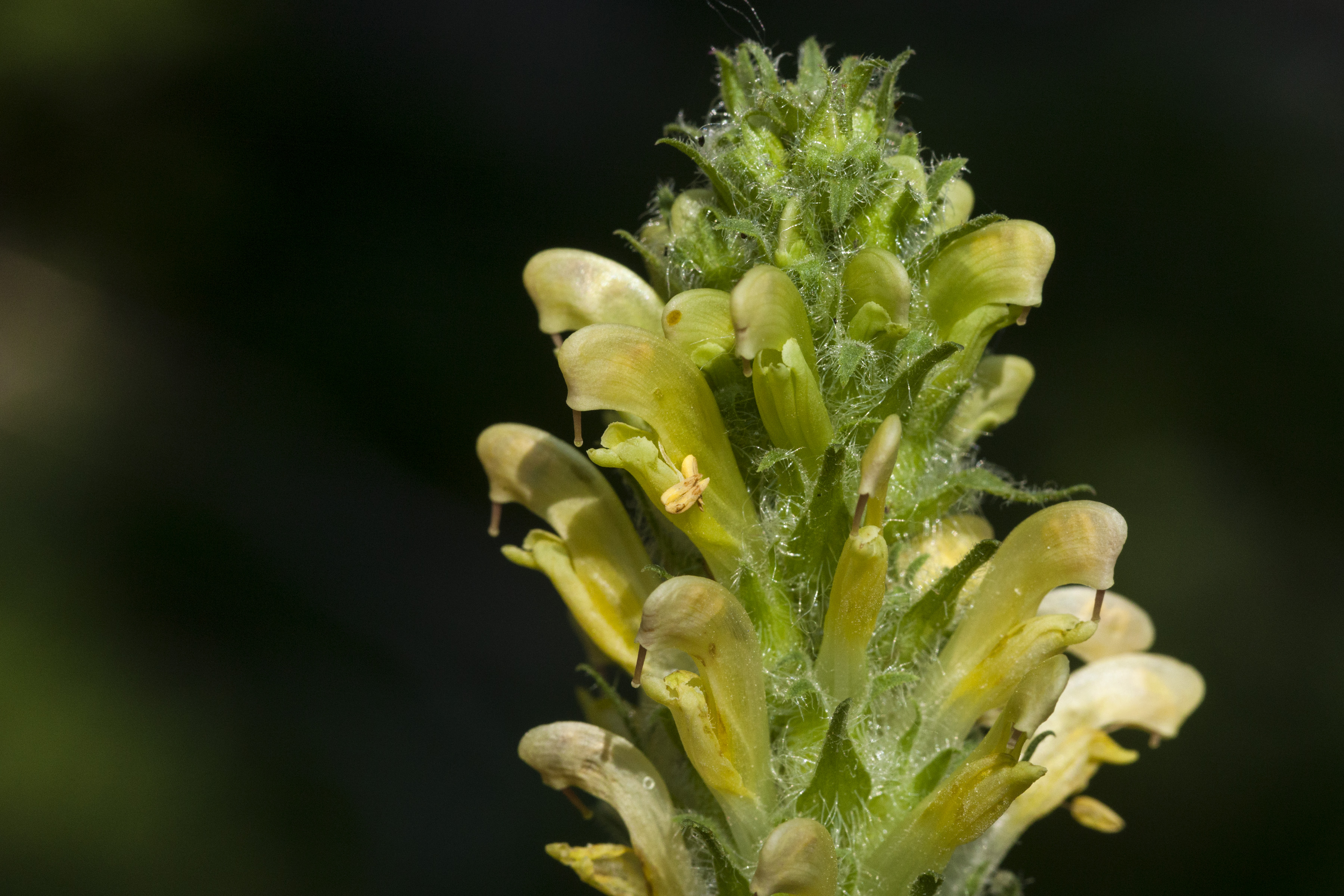 Bracted Lousewort photo 5