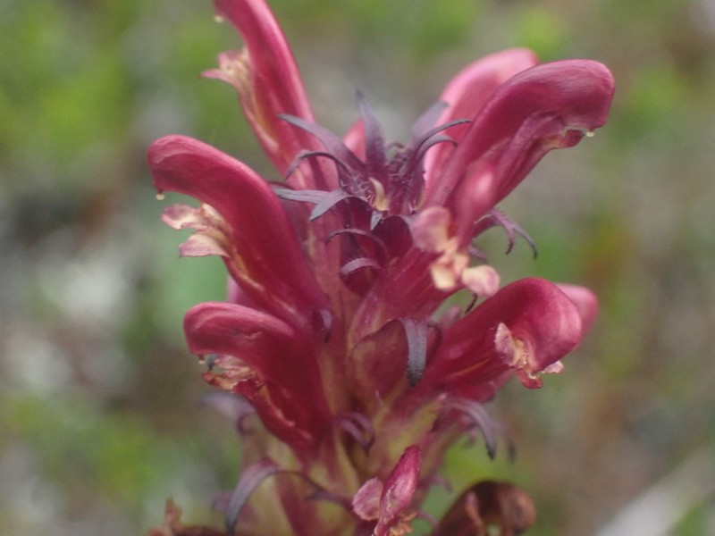 Bracted Lousewort photo 6
