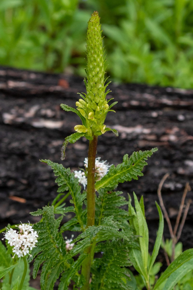 Bracted Lousewort photo 7