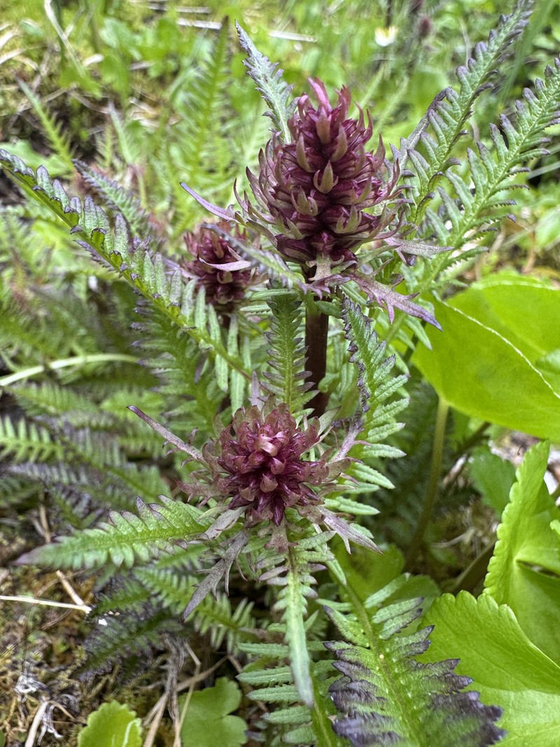 Pedicularis bracteosa var. atrosanguinea