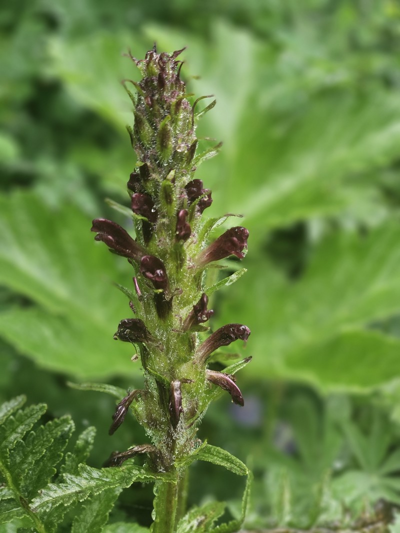 Pedicularis bracteosa var. atrosanguinea photo 2